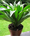 Compact Dragon tree